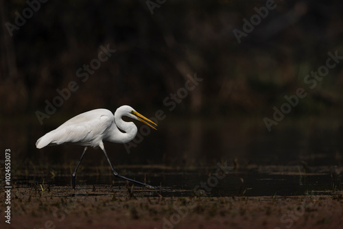 portrait of cattle egret from bharatpur photo