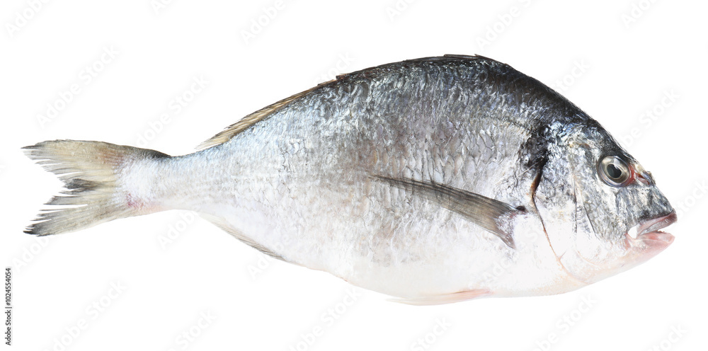 One raw gilthead fish isolated on white. Sea food One raw gilthead fish isolated on white. Sea food