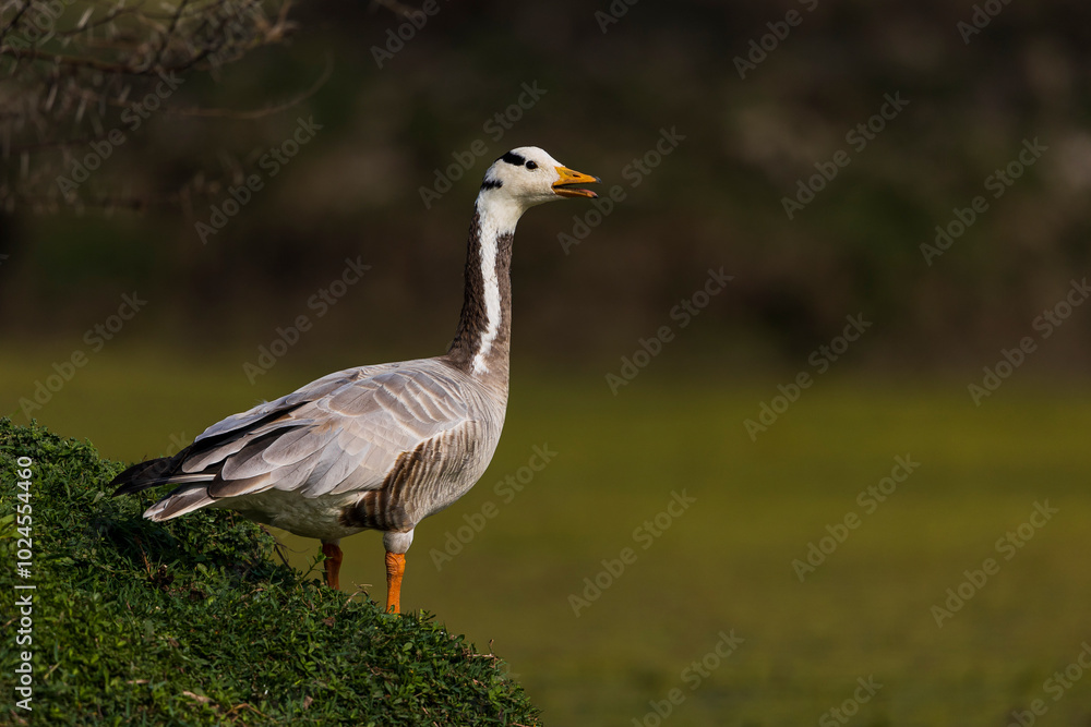 portrait of bar headed goose from bharatpur portrait of bar headed goose from bharatpur