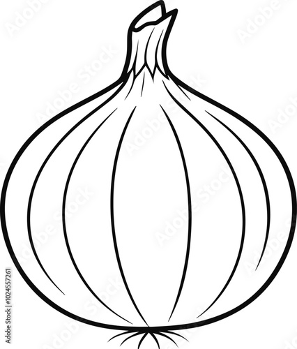 onion vector illustration line art