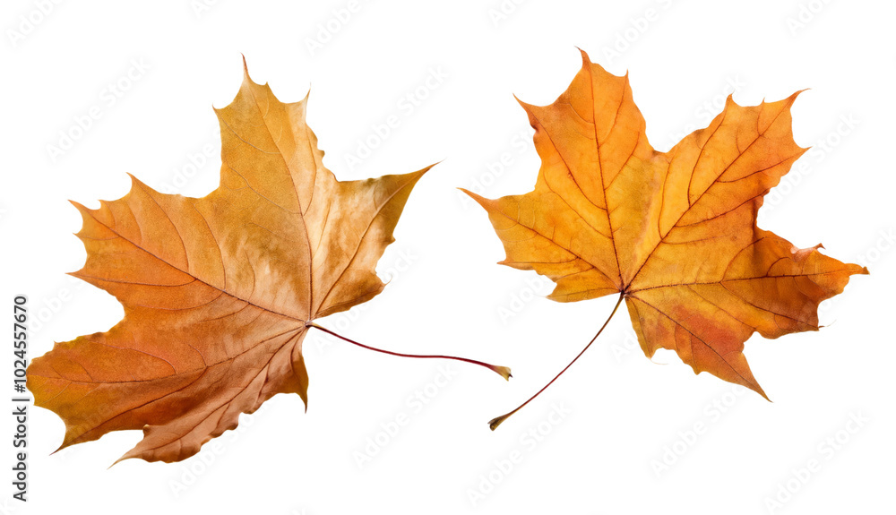 Two Isolated Autumn Maple Leaves with Transparent Background Two Isolated Autumn Maple Leaves with Transparent Background