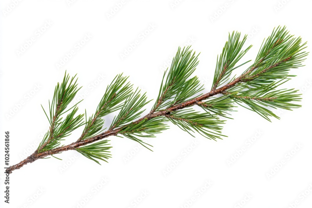 A single pine tree branch with clusters of green needles grows outward, showing the natural A single pine tree branch with clusters of green needles grows outward, showing the natural