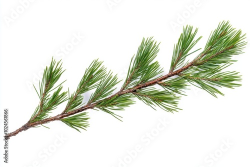 A single pine tree branch with clusters of green needles grows outward, showing the natural