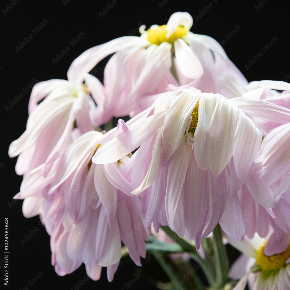 Fototapeta premium A bouquet of fading chrysanthemum flowers with drooping petals.
