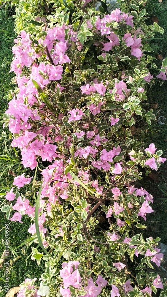 Obraz premium Bougainvillea is a flowering plant with bright colors (purple, red, orange, pink, white) that are often mistaken for flowers. It grows as a shrub or vine, suitable for tropical climates.