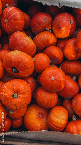 a large white pumpkin against the background of bright multi-colored pumpkins