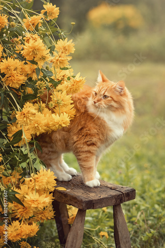 A photo of a red cat near a bush of yellow flowers.