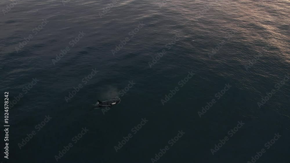 Orca, also know as Killer Whales, in icelandic waters. Northern Gannets diving into the sea. Filmed with a Drone in Iceland. Different shots available in my portfolio. Orca, also know as Killer Whales, in icelandic waters. Northern Gannets diving into the sea. Filmed with a Drone in Iceland. Different shots available in my portfolio.