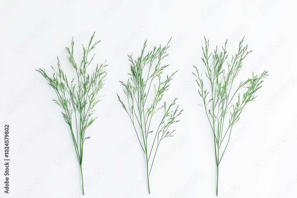 Naklejka premium Three small clumps of tall, wild grass stand isolated against a white background