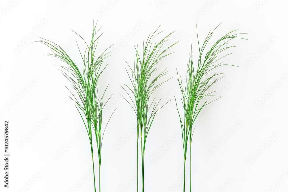 Naklejka premium Three small clumps of tall, wild grass stand isolated against a white background