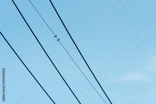 Two birds in the cable