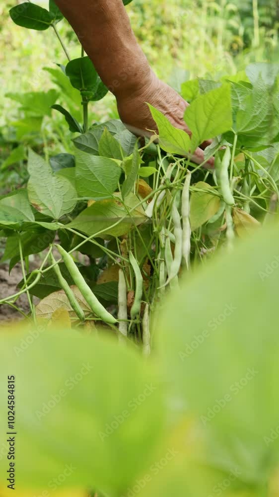 A farmer is inspecting pea bushes. Green pea bushes. A farmer is inspecting pea bushes. Green pea bushes.