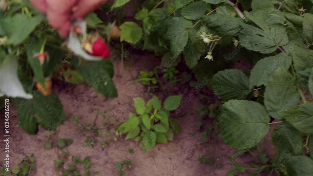Close-up of a woman's hand lifting a raspberry bush. Underripe raspberries in the garden. Close-up of a woman's hand lifting a raspberry bush. Underripe raspberries in the garden.