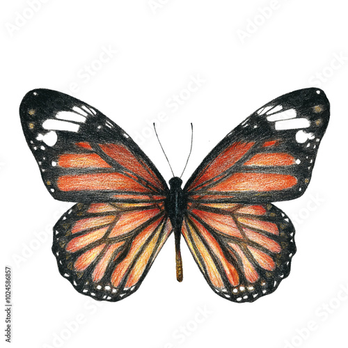 Monarch Butterfiy colored pencil on white isolated background