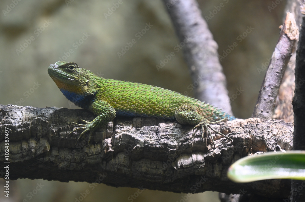 A green spiny lizard on a branch looking for food A green spiny lizard on a branch looking for food