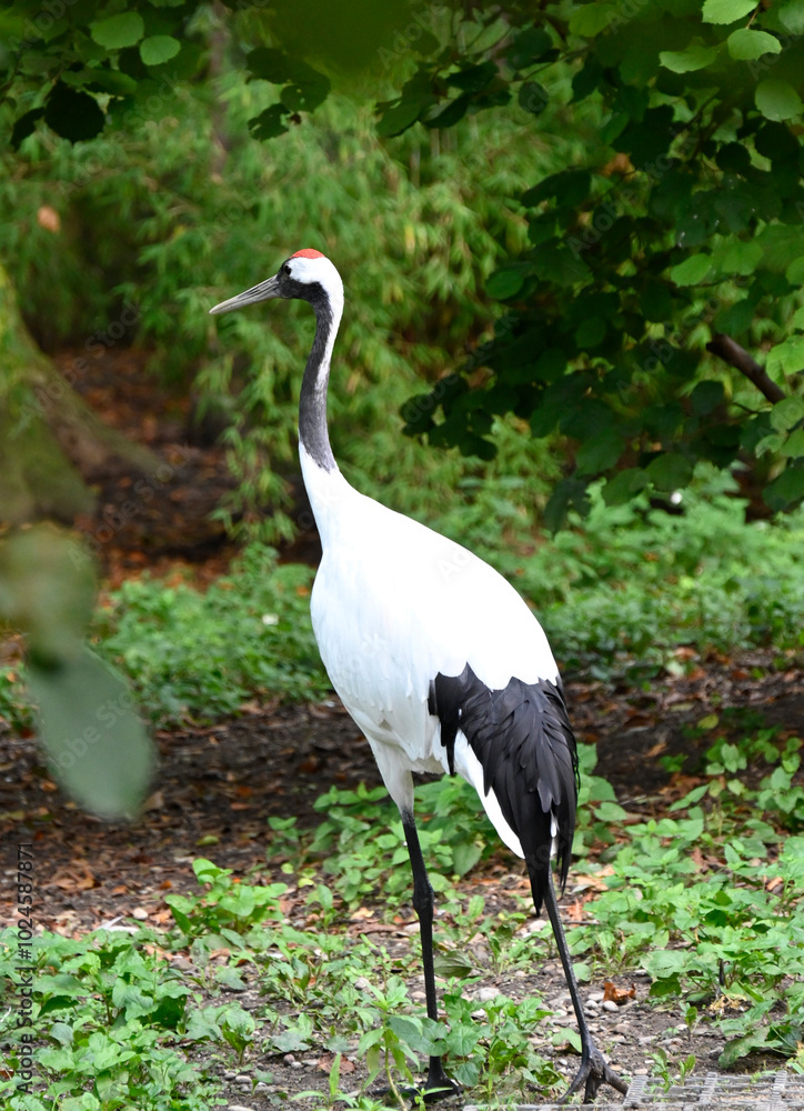 Fototapeta premium Image of a red crowned crane