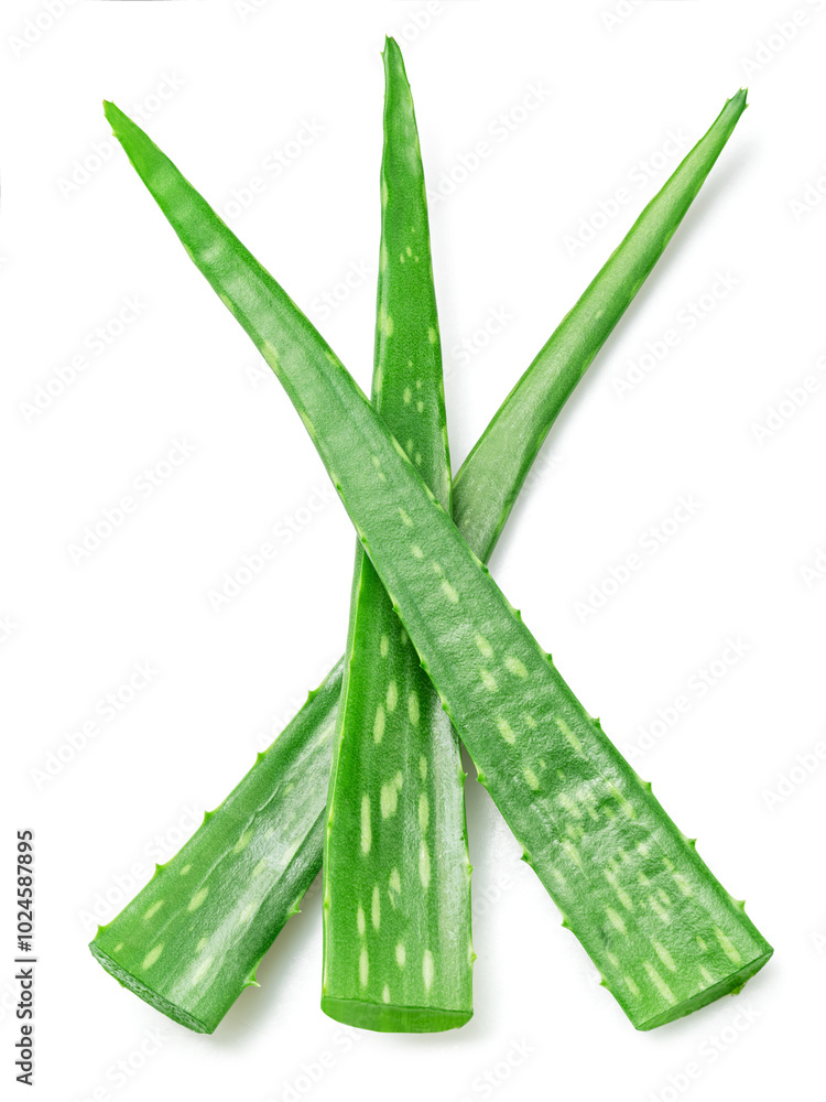 Fresh cuts of aloe Vera leaves isolated on white background. Top view. Fresh cuts of aloe Vera leaves isolated on white background. Top view.