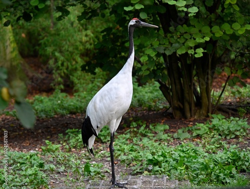 A red crowned crane in the forest