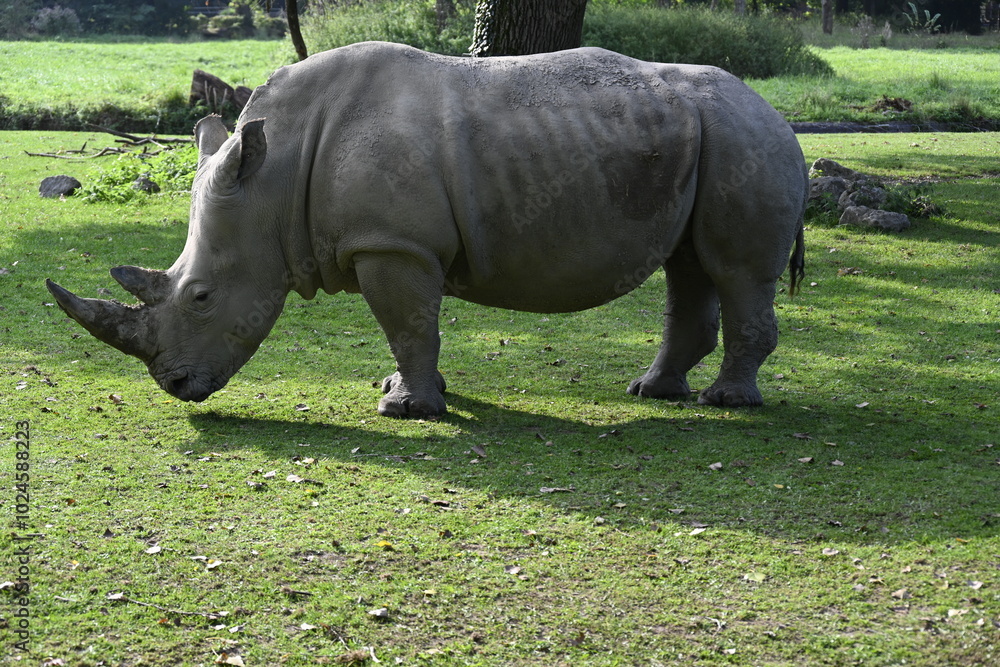 Fototapeta premium An african rhinoceros