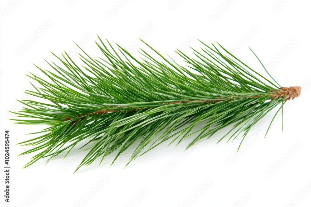 A lush green pine branch covered in long, spiky needles extends horizontally. The branch is fresh A lush green pine branch covered in long, spiky needles extends horizontally. The branch is fresh