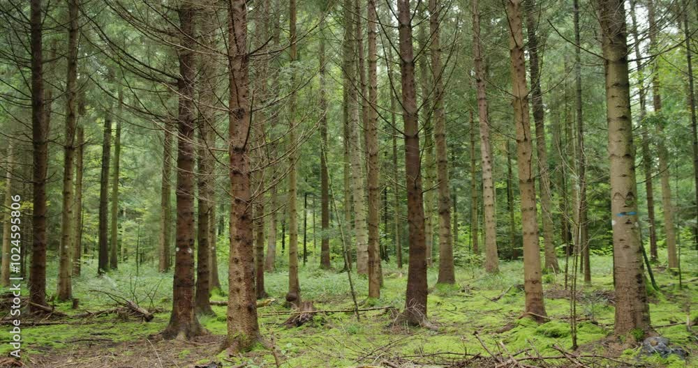 Tall tree trunks in a green forest panning shot. Cloudy autumn day, real time, no people Tall tree trunks in a green forest panning shot. Cloudy autumn day, real time, no people