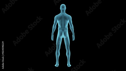 Human male body hologram rotation loop with an alpha channel