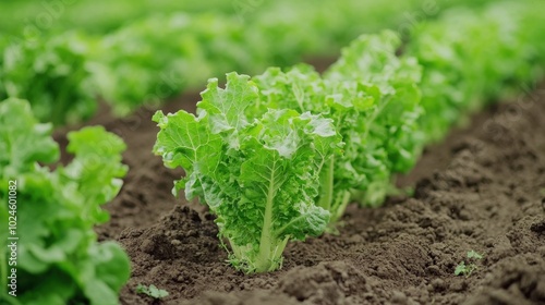 Fresh Green Lettuce Growing in a Farm Field Organic Produce Agriculture Healthy Food