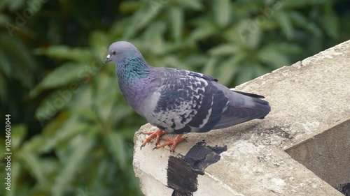 Close up pigeion stand on the high area looking down photo