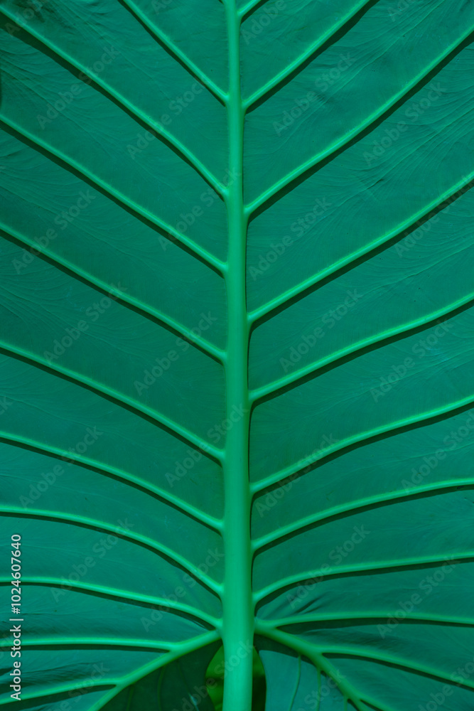 vertical background of a large leaf of a tropical plant, toning color aventurine. Leaf with veins, texture. vertical background of a large leaf of a tropical plant, toning color aventurine. Leaf with veins, texture.