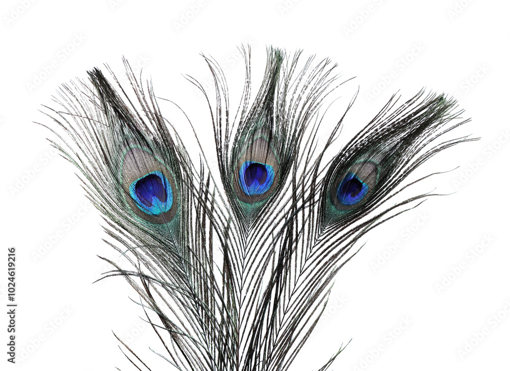 Obraz premium Three beautiful peacock feathers on white background, closeup