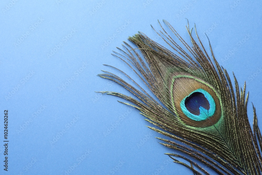 Obraz premium One beautiful peacock feather on blue background, top view. Space for text