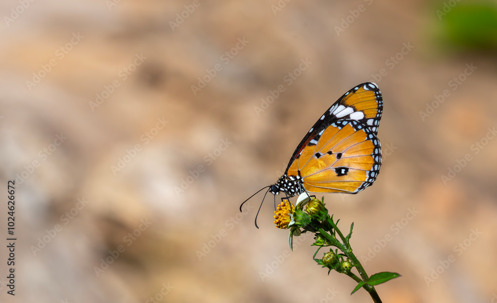 a tropical butterfly on a small daisy, Plain Tiger, Danaus chrysippus a tropical butterfly on a small daisy, Plain Tiger, Danaus chrysippus