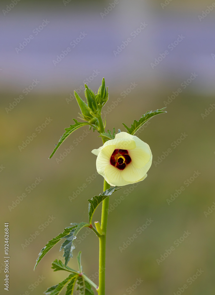 Okra flower and okra in the okra garden