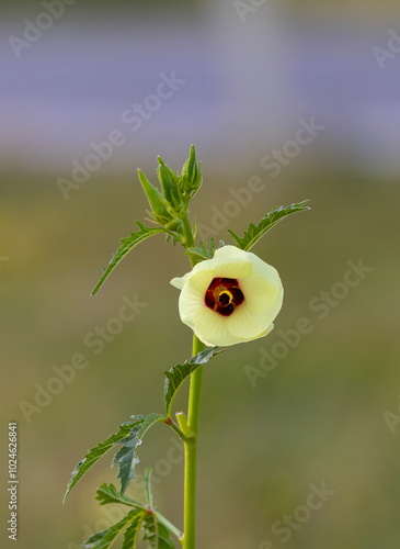 Obraz na płótnie Okra flower and okra in the okra garden w salonie
