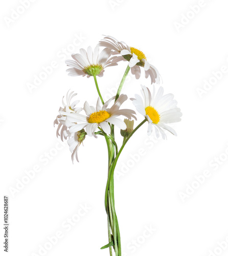 Obraz na płótnie Flowers of Chamomile isolated on a white background. Ox-Eye Daisy. Selective focus w salonie