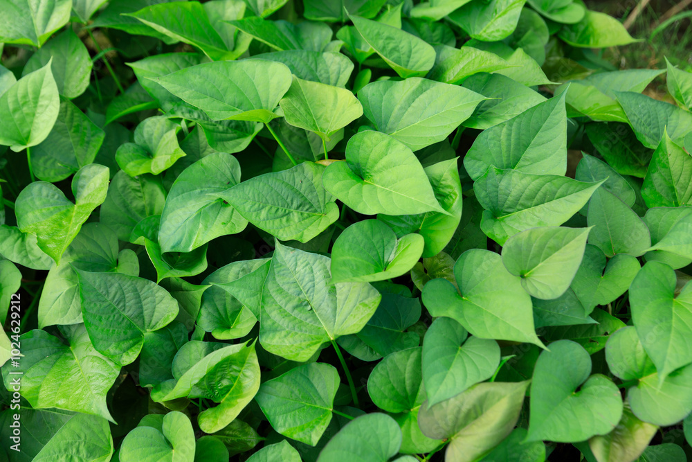 Growing organic sweet potatoes. Organic farming Growing organic sweet potatoes. Organic farming