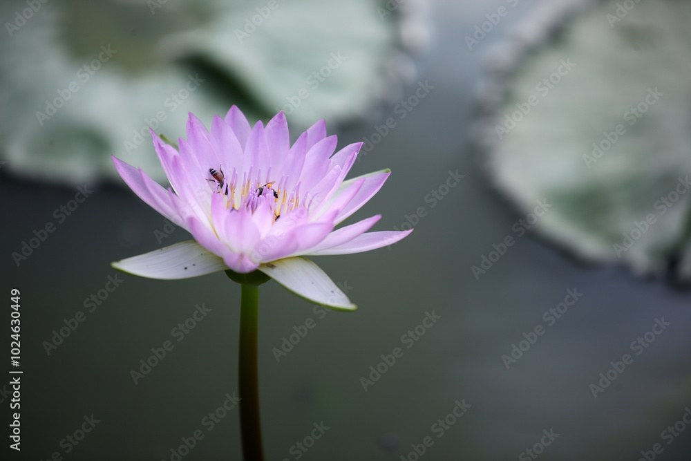 Elegant Pink Water Lily in Calm Water Elegant Pink Water Lily in Calm Water