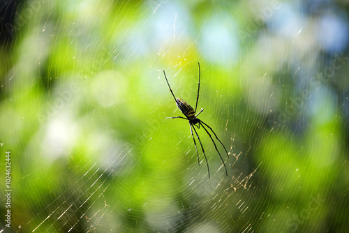 Wallpaper Mural Spider in Nature's Web Against a Soft Background Torontodigital.ca