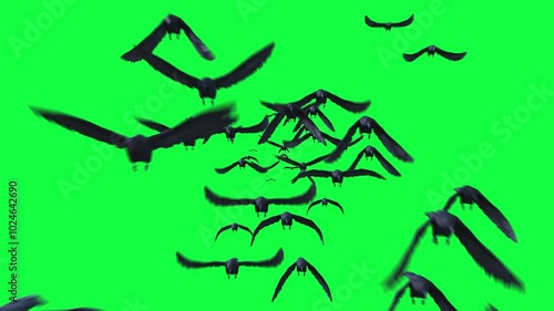 flock of black crow, raven,  Flying towards camera on Green Screen. 3d animation rendering .	
