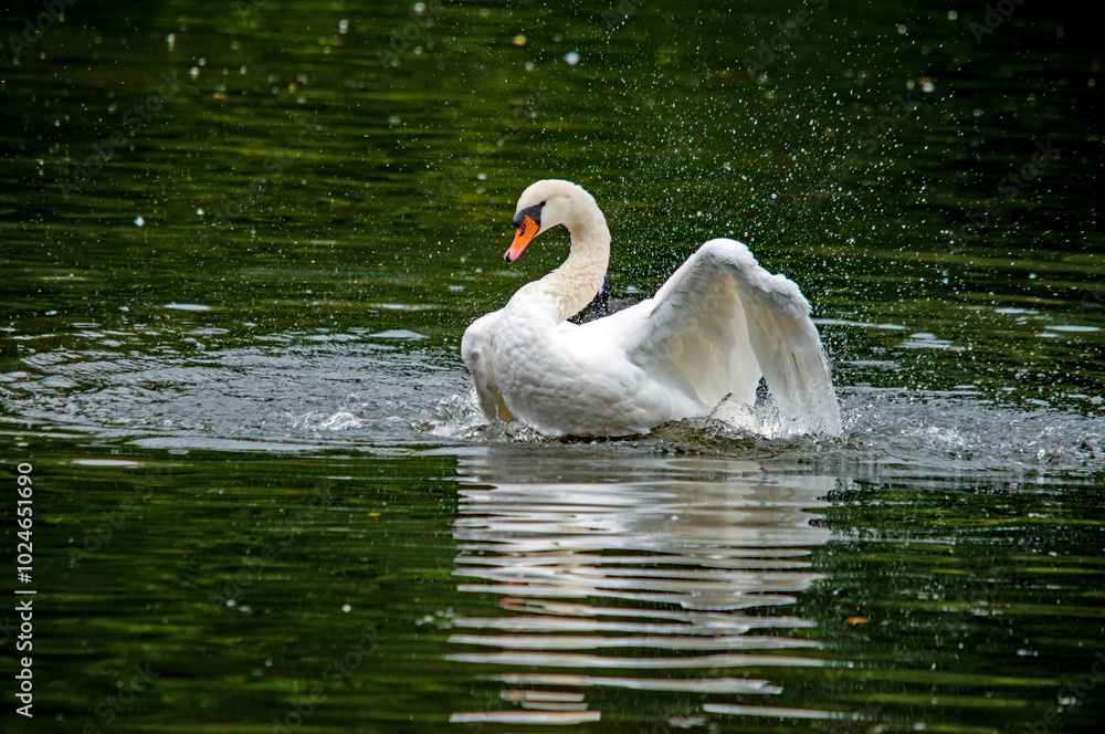 Fototapeta premium Weißer Schwan mit ausgebreiteten Flügeln auf dem Wasser