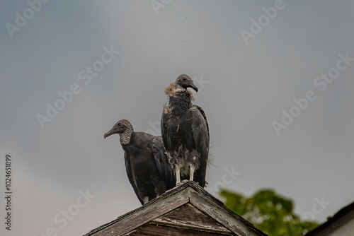 Black Vulture fledgling and adult perched on a roof of an abandoned building photo