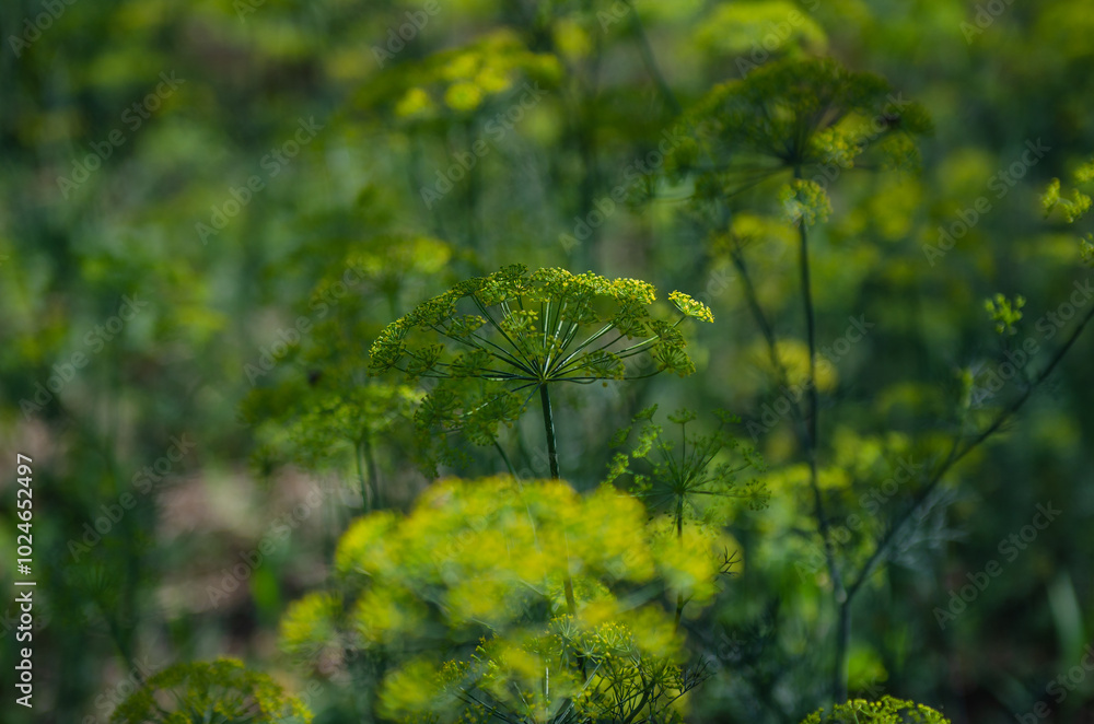 Fototapeta premium dill flowering