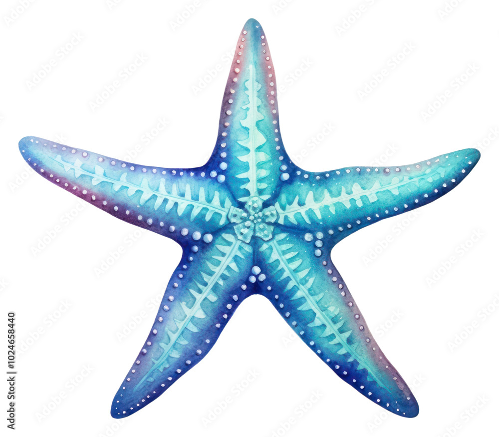 PNG Starfish white background invertebrate echinoderm. PNG Starfish white background invertebrate echinoderm.
