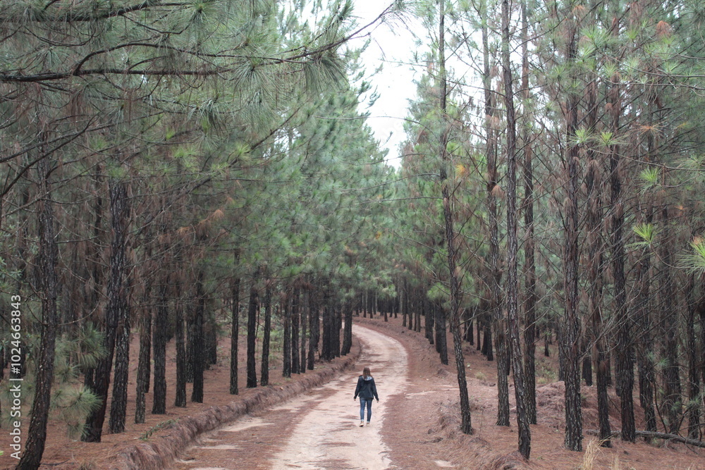 mulher caminhando em estrada de terra com pinheiros nas laterais mulher caminhando em estrada de terra com pinheiros nas laterais