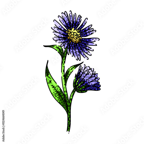 petals aster hand drawn. garden daisy, autumn wildflower, bouquet colorful petals aster vector sketch. isolated color illustration