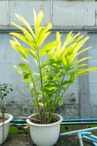 Galangal plants planted in white pot along the wall of the house.