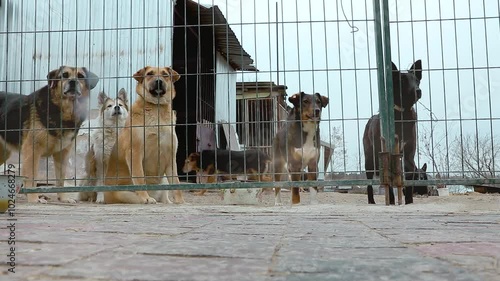 Dog in a cage. Sad dog waiting for adoption in a shelter. Portrait of homeless dog in animal shelter cage.