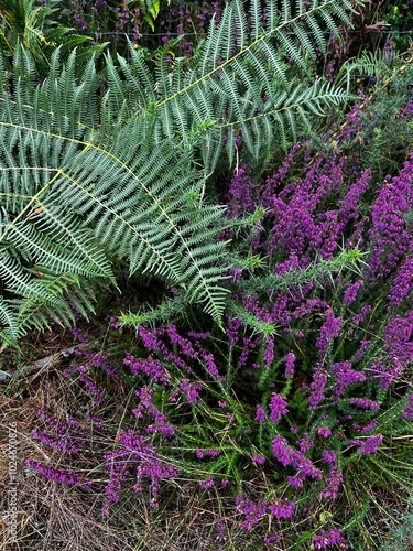 fern in the forest