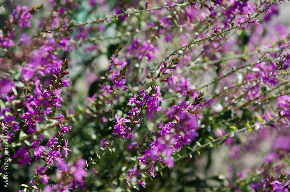 Obraz premium pink loosestrife plant