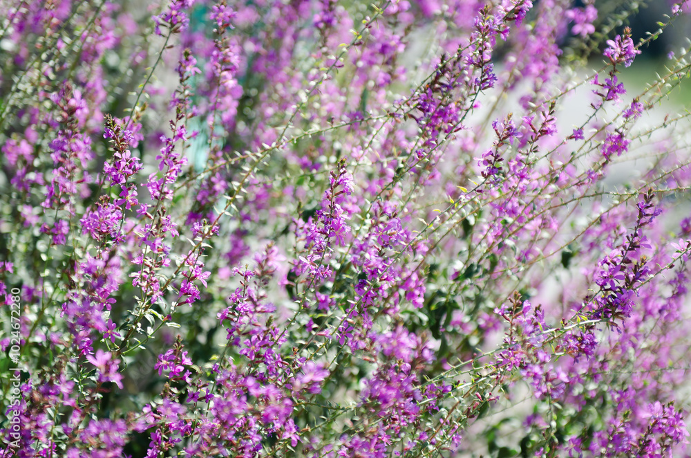 Fototapeta premium pink loosestrife plant